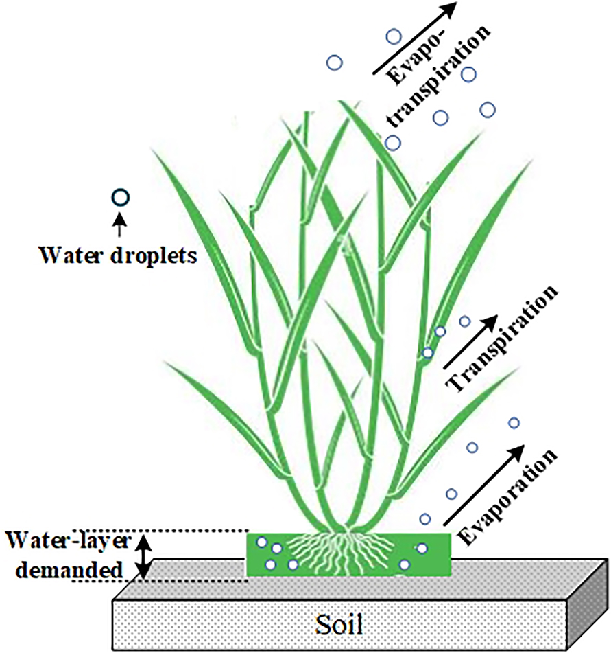 Figure 2: 
Water balances (inflows and outflows) of a typical crop.

