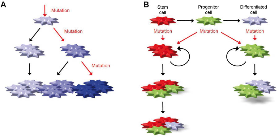 Figure 1 Cancer stem cell vs. clonal selection concept. A) The clonal selection theory assumes that a given cell gains tumorigenic potential by initiating mutations. Further consecutive mutations give rise to heterogeneous tumors, in which subpopulations of cancer cells may coexist with different molecular profiles that offered growth and survival advantages. B) The cancer stem cell theory suggests that mutations acquired by different cell types within the normal regenerative hierarchy may produce heterogeneity and different cancer cell compositions. Mutations in a stem cell may give rise to heterogeneous tumors that in part retain differentiation potential, but have a dominant stem cell phenotype due to an expanded, self-renewing stem cell population. Mutations in progenitor cells could theoretically lead to conversion to stem cells or, alternatively, give rise to an expanded progenitor population that still reflects differentiation to a certain degree but has a dominant progenitor component. Mutations in differentiated cells may convert them to progenitor cells, which are self-expanding and possibly maintain some potential for differentiation. Theoretically, differentiated cells may also convert to stem cells by mutation (not shown), which, however, would require more extensive reprogramming. The cancer stem cell concept does not rule out the clonal selection theory as the accumulation of further mutations may result in clonal selection at any stage.