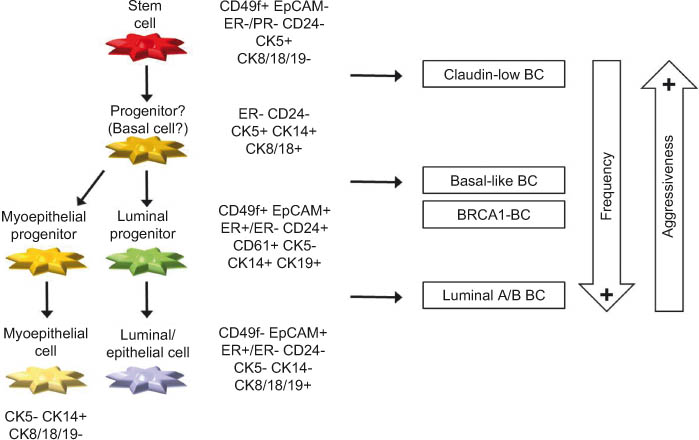 Figure 3 Relationship between stem cell hierarchy and breast cancer subtypes [adapted from ref. (33)]. The mammary stem cell may give rise to an intermediate, which some authors referred to as “committed progenitor” (33). This type possibly corresponds to what others referred to as “basal cell”, but the distinction is somewhat unclear up to now, as well as the distinguishing marker profiles. Alternatively, the two cell types could also represent the quiescent and the activated state of the mammary stem cell. According to molecular profiles and marker characteristics, the claudin-low breast cancer (triple-negative) subtype may emerge from this stage because it is closest related to the mammary stem cell profile. At the next level, the tree diverges into myoepithelial and luminal progenitors. The latter are thought to represent the cell type, from which other triple-negative, i.e., other basal-like and BRCA1 deficiency-caused breast cancer subtypes emerge. According to this scheme, luminal breast cancers result from more differentiated cells. The tumors can perhaps be considered as being trapped at different locations in this linear hierarchy. The model creates a match between the relative abundance of the cell types in the mammary gland and the frequency of the breast cancer subtypes, i.e., an increase from top to bottom. The aggressiveness of the tumors may inversely be correlated. Various marker combinations have been used in past studies and the exact configurations are still somewhat elusive because other studies, for example, identified CD24+/CD49fhi/CD29hi cells as mammary stem cells (43, 44).