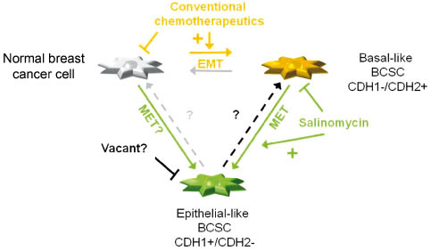 Figure 4 Drug actions and BCSC plasticity. Conventional chemotherapeutics eliminate the normal “bulk” breast cancer cells but simultaneously promote an EMT, resulting in an expansion of basal-like BCSCs, which are, for example, negative for E-cadherin and positive for N-cadherin (CDH1-/CDH2+). Salinomycin eradicates basal-like BCSCs, but possibly produces a new type of salinomycin-resistant, more epithelial-like BCSCs, prospectively with CDH1+/CDH2- profile. It is not yet known, whether other treatment strategies, e.g., inhibition of Wnt, Notch, or Hedgehog signaling would produce similar effects. The hypothetical epithelial-like BCSCs are not yet characterized. It is neither known whether there are drugs that may target this type, nor whether these cells can convert into the other two cell types.