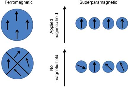 Figure 1 Magnetic moment in both ferromagnetic and superparamagnetic materials. On application of the magnetic field the domain walls in ferromagnetic materials are washed away and aligned to the direction of the magnetic field. Whereas, in superparamagnetic materials which are usually defined as single domain structures have no domain walls, but the magnetic moments align to the direction of the applied external magnetic field. The domain structure of the magnetic materials has been drawn for simplicity.