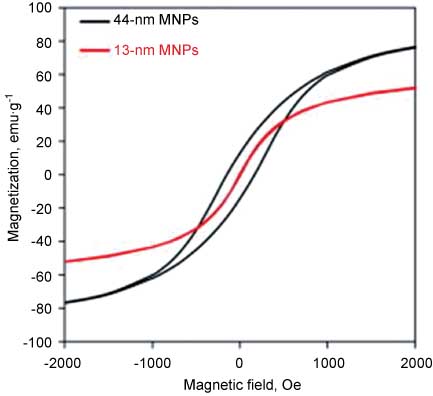 Figure 5 Shows the magnetization curves of 44 (black line) and 13 nm MNPs (red line). Copyrighted from reference (15).