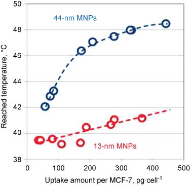 Figure 6 Shows the relation between uptake amount per MCF-7 versus temperature reached for 44 nm MNPs (blue) and 13 nm MNPs (red). Copyrighted from reference (15).