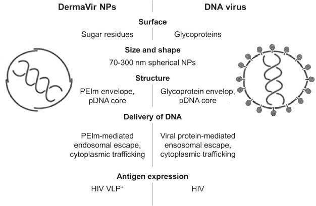 Figure 1 Pathogen-like features of DermaVir nanomedicine compared to a DNA virus.