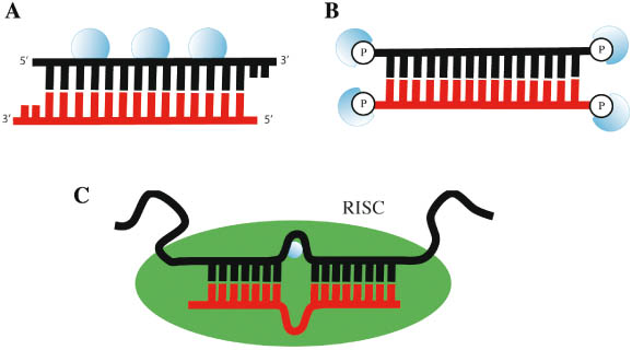 Figure 2 Schematic illustration of caged siRNA strategies. (A) Caged phosphate backbone and (B) caged terminal phosphates of siRNA. (C) Introduction of a caged base into a siRNA antisense strand to inhibit RNA interference.