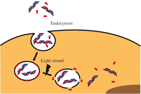 Figure 4 Intracellular drug delivery induced by endolysosomal escape based on photostimulation. Light-irradiation after endocytotic uptake leads to endolysosomal membrane burst upon highly reactive singlet oxygen.