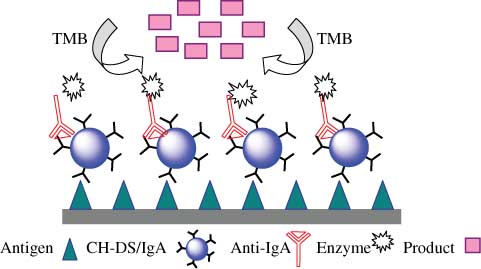 Figure 1 ELISA model [tetramethylbenzidine (TMB), enzyme substrate].