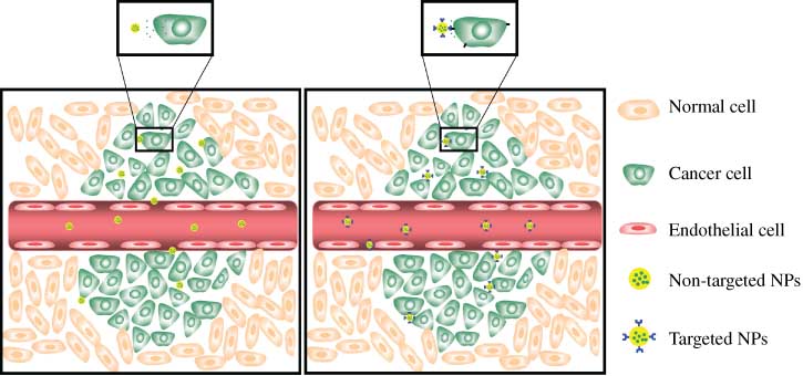 Figure 4 Passive (Right) vs. active targeting (Left).