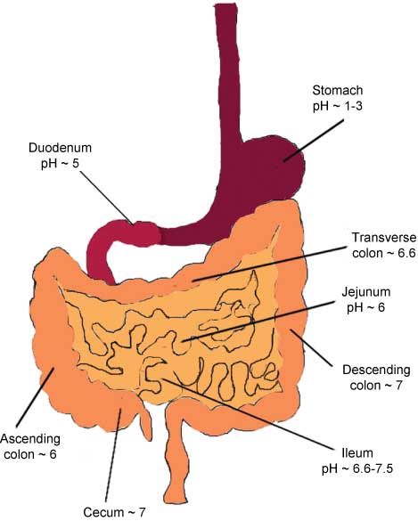 Figure 1 Schematic presentation of the gastrointestinal tract illustrating pH values at different areas of the gut.