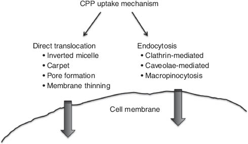 Figure 1 Scheme of different suggested pathways of CPP uptake mechanisms.