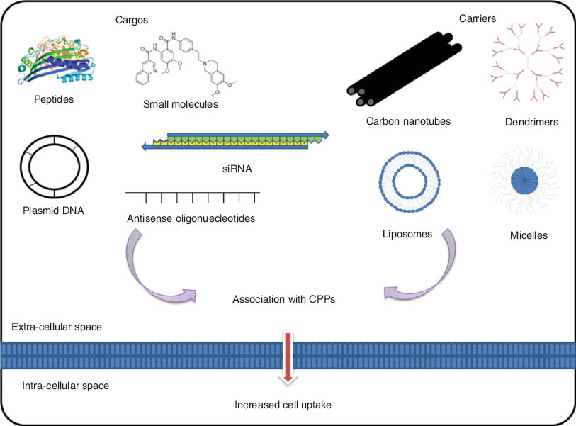 Figure 2 Potential targets for intracellular delivery using CPPs.