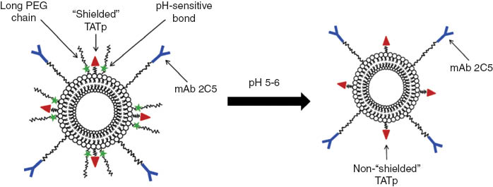Figure 3 ‘Smart’ nanocarrier system exposing targeting antibody while protecting CPPs.