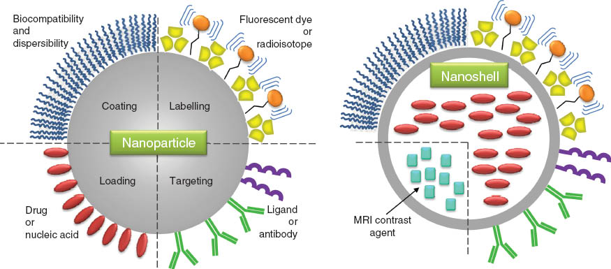 Figure 2 Possible modifications of nanoparticles.