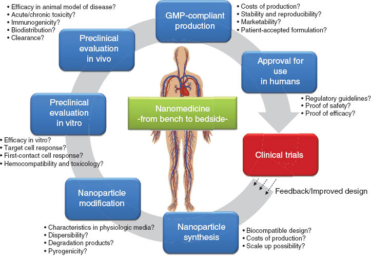 Figure 3 The bench-to-bedside translation steps for nanoparticle-based imaging and drug-delivery systems. Important considerations related to each step are highlighted.