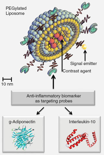 Figure 1 Shows a nanoconstruct consisting of a PEGylated stealth liposome and antiinflammatory biomarkers (i.e., globular adiponectin, interleukin-10) attached for specific targeting.