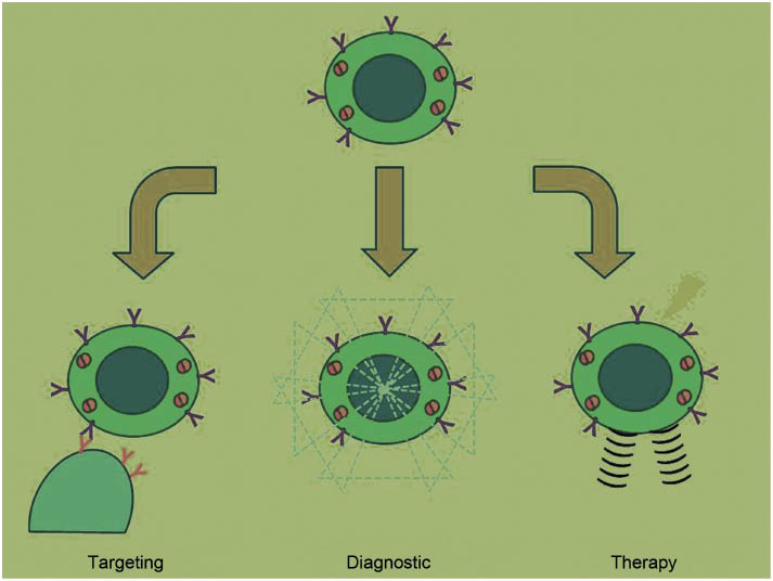 Figure 1 NPs are used in nanomedicine for their ability to carry and release specific molecules in a target cell/tissue/organ, for their ability to target cell-biological events for diagnostic purposes.