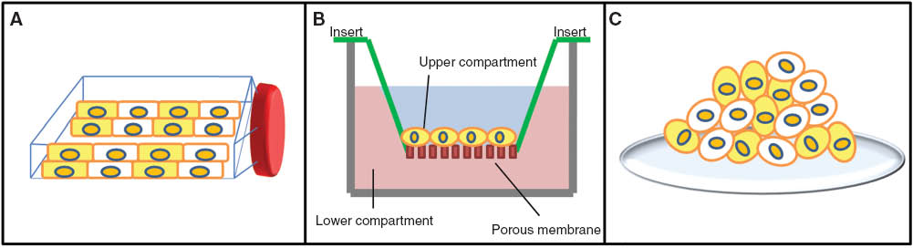 Figure 2 Schematic representation of (A) two-dimensional cell culture; (B) three-dimensional cell culture; (C) spheroid.