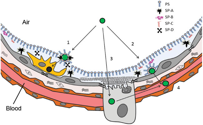 Figure 2 Schematic diagram of the air-blood barrier at the alveolar region. The air-blood barrier consist primarily of a layer of pulmonary surfactant, composed of phospholipids (PL) and surfactant proteins (SP) A, B, C and D, followed by the tighly joined alveolar epithelium built up by type I (gray) and the surfactant-producing type II pneumocytes (lighter gray). Underneath the endothelial cells (brown) represent the last cellular barrier before the bloodstream is reached. In this context, the fate of a nanoparticle (NP) might significantly be influenced after a first contact with the surfactant layer; PLs and hydrophilic SPs (SP-A and SP-D) might absorb to the surface of the NP facilitating its clearence by alveolar macrophages (yellow) (1). On the other hand, NPs can be inmediatelly displaced to the hypophase and put in close contact with the alveolar epithelium (2), or might be internalized by type II pneumocytes via receptor mediated recycling of pulmonary surfactant components (3). Eventually, NPs internalized by epithelial cells by means of endocytic routes might penetrate into the capilaries and be suitable for therapeutic systemic delivery (4).
