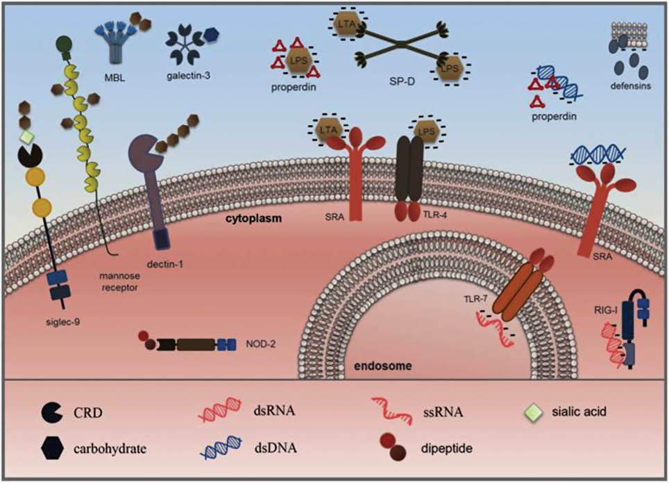 Figure 1 Schematic overview of pattern recognition molecules and their cognate ligands.The different examples of PRMs are depicted with their subcellular localization. PRMs can be secreted, cell surface-associated, cytoplasmic or endosomal. They can largely be grouped into PRMs that recognize carbohydrate structures (lectins) and that recognize poly-anionic ligands. According to their location, they act at different stages of defense, i.e., outside the cells to scavenge pathogens and to prevent infection, at the cell surface to trigger innate immune responses against extracellular pathogens, or inside the cells to signal invading pathogens. CRD: carbohydrate recognition domain; LPS: lipopolysaccharide; LTA: lipoteichoic acid; dsDNA: double-stranded DNA; dsRNA: double-stranded RNA; ssRNA: single-stranded RNA.