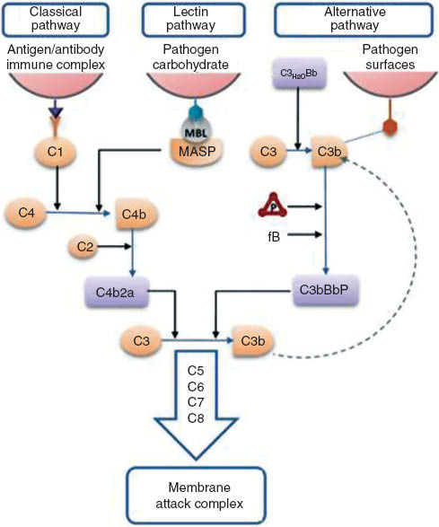 Figure 2 Schematic representation of the main branches of the complement cascade.Three major pathways for activation of the complement cascade are characterized, of which two include pattern recognition mechanisms. The point of convergence is the C3-activation via C3-convertases with the formation of the membrane attack complex as endpoint, resulting in permeabilization of the pathogens’ surfaces. Left: the classical pathway is activated via C1q recognition of antibodies bound to pathogen antigens. This results in formation of the C1 complex (C1). Center: the lectin pathway is based on the recognition of non-self carbohydrate patterns on the surfaces of the pathogens, which in turn results in recruitment and activation of mannose-binding lectin-associated serine proteases (MASPs). Both the classical and the lectin pathway result in the formation of the C4bC2a C3-convertase. Right: the alternative pathway comprises a steady-state surveillance mechanism. In the bloodstream C3 is hydrolyzed at low but constant rate promoting the formation of the C3 convertase C3H2O Bb.The subsequent binding of C3b on pathogen surfaces triggers the recruitment of Factor B (fB) and properdin (P), resulting in the assembly and stabilization of the C3bBbP complex that acts as C3-convertase. Via this mode, properdin-mediated pattern recognition confers positive regulation to the complement cascade. Negative regulators (not shown) produced by intact host cells counteract the activation of the complement cascade against self-structures. The two different forms of the C3-convertase, i.e., C4bC2a and C3bBb, subsequently catalyze cleavage of C3 and the formation of the membrane attack complex further downstream.