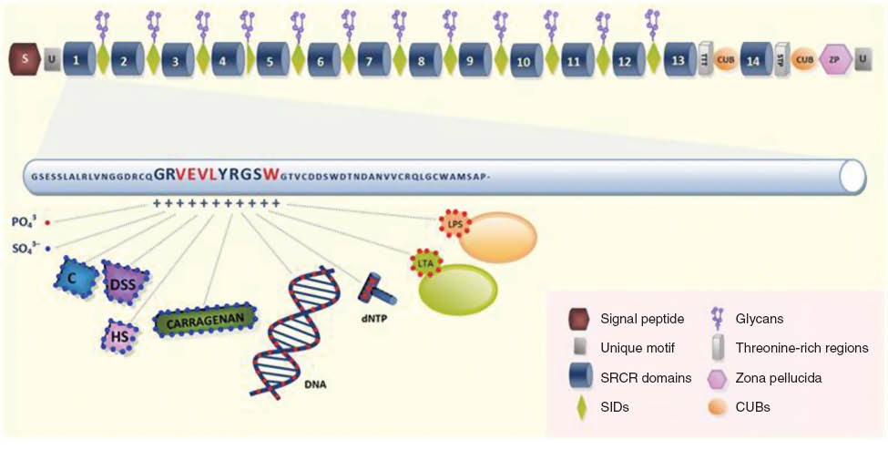 Figure 3 DMBT1 structure and ligand recognition.The top line provides a schematical presentation of the domain organization of a DMBT1 monomer with the symbols depicted in the legend. The second line zooms into the amino acid sequence of one of the 13 tandem repeated SRCR domains of DMBT1. The sequence GRVELYRGSW was shown to represent the minimal peptide that recognizes bacteria. This sequence binds to molecules with a poly-anionic structure, such as heparan sulfate (HS), chondroitin sulfate (C), dextran sulfate sodium (DSS), and carrageenan (poly-sulfated molecules), LTA of Gram-positive bacteria, LPS of Gram-negative bacteria, DNA, dNTPs (poly-phosphorylated molecules) via recognition of the structurally related phosphate and sulfate groups. Amino acid residues identified as critical for ligand interactions are depicted in red. SID: SRCR-interspersed domain.