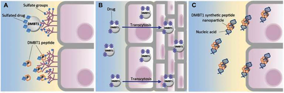 Figure 4 Potential applications of DMBT1-mediated pattern recognition mechanisms in nanomedical drug delivery.(A) Two general possibilities emerge from the mucus association of DMBT1. Sulfated (or phosphorylated) nanocarriers could be used to mediate interaction with endogenous DMBT1 in the mucus (top) or linking drugs to synthetic DMBT1 peptides (bottom) could be exploited to achieve mucus adhesion. These strategies, however, need to take into consideration to not elicit danger signals in the epithelial cells below the mucus layer, which can occur upon perturbation of mucus integrity. (B) A Trojan-horse-like strategy would exploit the mechanism that enables HIV-1 to sequester DMBT1 for transcytosis through the epithelial cell layer, which might enable to deliver drugs to deeper cell layers via transcytosis. (C) The ability of DMBT1 and synthetic peptides to interact with nucleic acids could be useful for the assembly of nanocomplexes, which may protect nucleic acid-based drugs from degradation and/or assist their delivery to target cells.