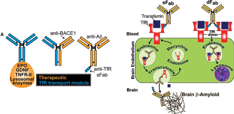 Figure 2 Novel RMT strategy based on the antibody-Tf receptor affinity modulation: Designing of modular anti-transferrin receptor Fab shuttles to cross the BBB. Lower Tf receptor affinity of the construct leads to exocytosis to the brain side, avoiding lysosomal pathway. Reproduced with permission from reference (70).