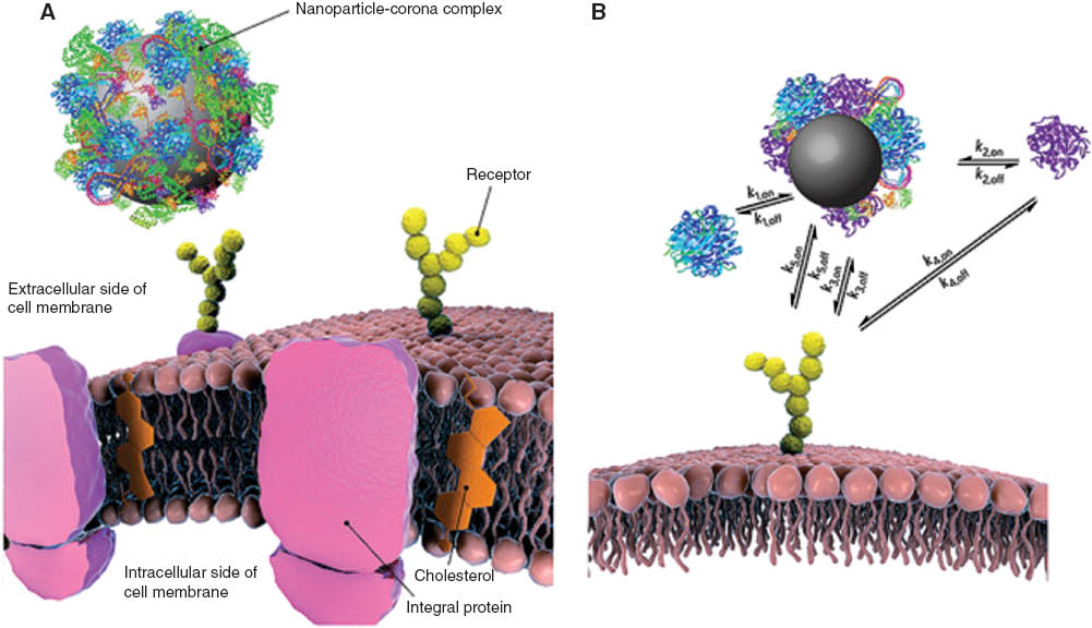 Figure 3 Biological identity of nanomaterials (A) biomolecular corona formation determines the uptake, transport and fate of nanoparticles in living systems; (B)Nanoparticle – (hard and soft) protein corona complex formation under biological environment exposure. Reproduced with permission from reference (83).