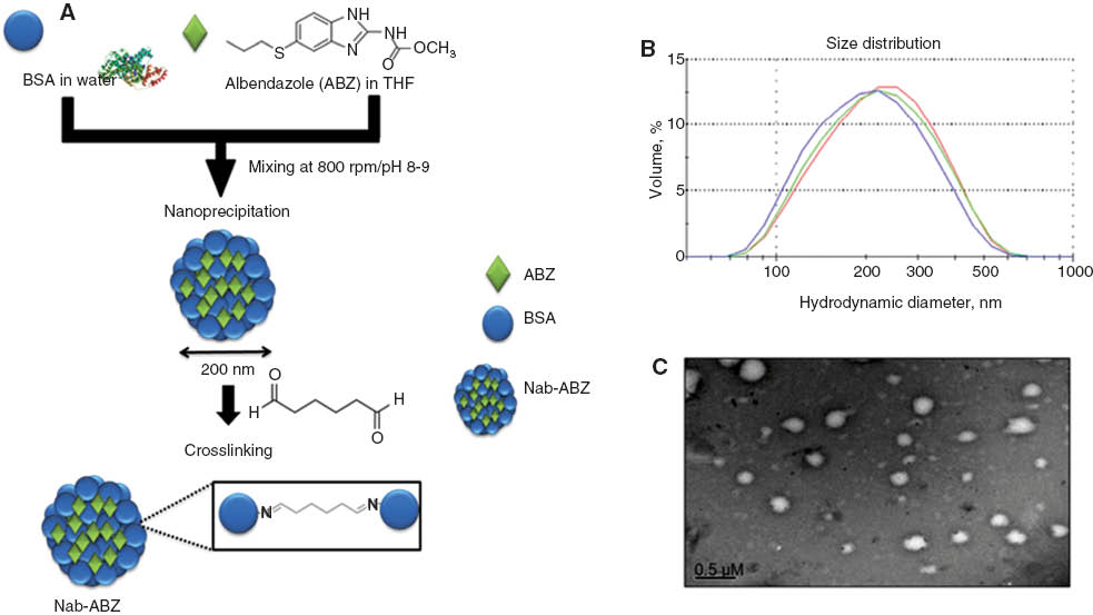 Figure 1 Synthesis of nab-ABZ (A) and physicochemical characterization of nab-ABZ. Size distribution (volume%) of nab-ABZ measured by DLS (B), the result is average of 3 measurements. TEM images of nab-ABZ (C). The scale bar is 0.5 μM.nab-ABZ, nano albumin formulation of albendazole; DLS, dynamic light scattering; TEM, transmission electron microscope.