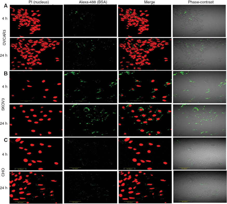Figure 4 Internalization of nab-ABZ examined by confocal laser scanning microscope. OVCAR3, SKOV3 and CHO cells were incubated with alexa-488 conjugated nab-ABZ (particle concentration 100 μg/mL) for 4 and 24 h and the nucleus was stained with PI (red). The fluorescence intensity and the cell images were obtained using two channels: green λex/λem=488 nm/492–508 nm for alexa-488 conjugated BSA NPs and red ( λex/λem=568 nm/612–622 nm) for the PI. Each experiment was run at least twice.ABZ, Albendazole; nab-ABZ, nano albumin formulation of albendazole; PI, Propinium iodide.