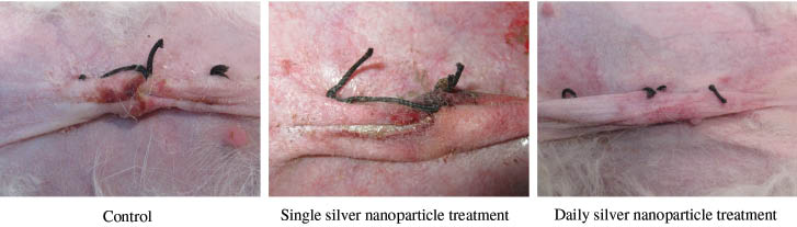 Figure 7 Silver nanoparticles induced early wound adhesion and improved healing. Representative images of operation site on day 3 shows complete adhesion of wound in daily silver nanoparticle treated animals and incomplete adhesion in control as well as single silver nanoparticle treated animals.