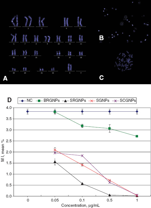 Figure 2 Photos represents (A) karyotype, (B) nucleated and divided cells (20×), (C) metaphase (100×), all with blue DAPI stain. (D) The mean percentage of MI in human blood lymphocytes treated with different concentration of GNPs for 24 h, data represented as Mean±SD, n=3.