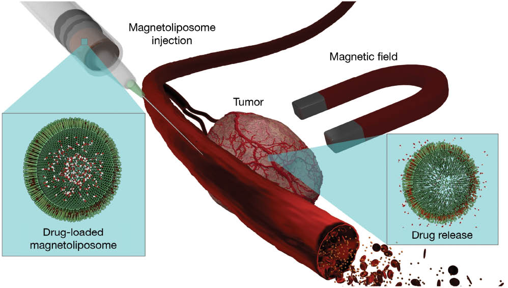 Figure 1 Schematic representation of a SPION-liposome hybrid drug delivery system specifically designed for the triggered release of an encapsulated hydrophilic drug.