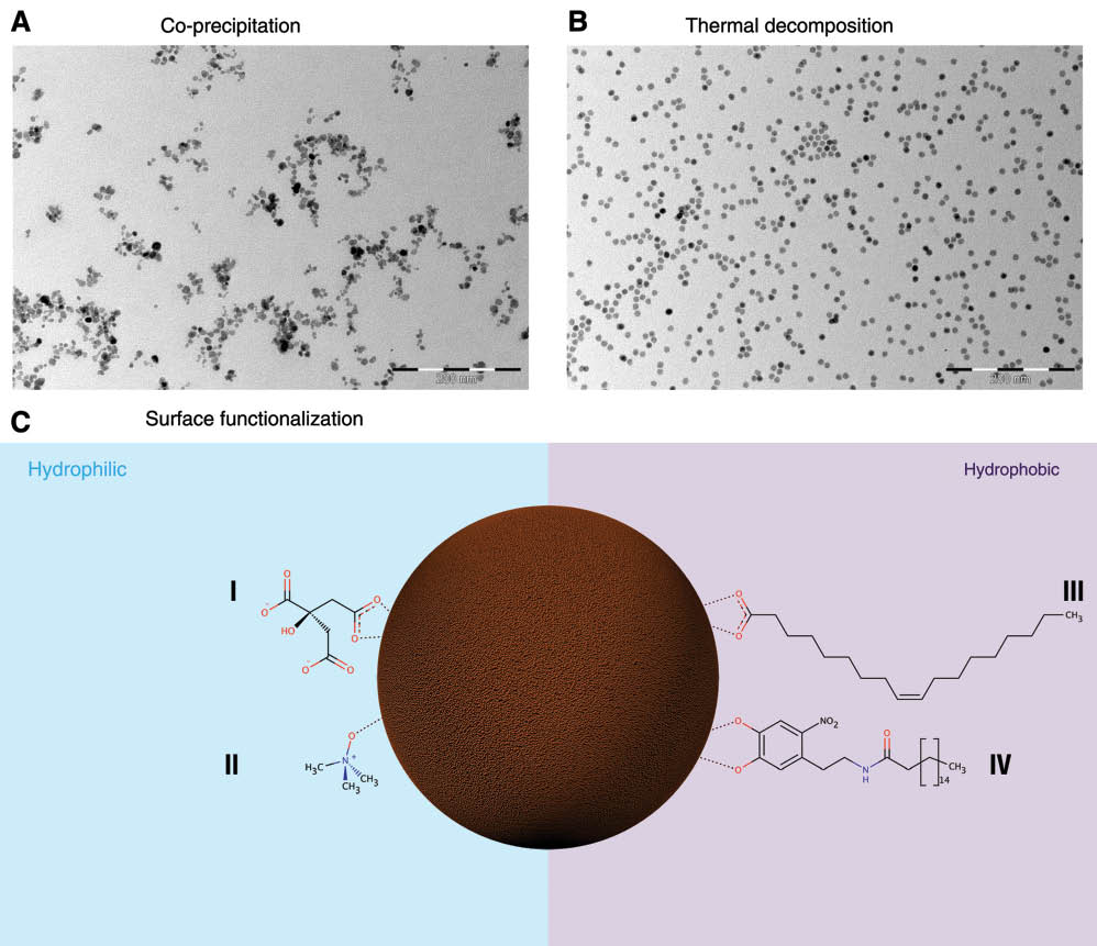 Figure 2 Transmission electron micrographs of SPIONs obtained by co-precipitation (A) or by thermal decomposition (B). Figure 2C illustrates possible SPION surface functionalizations to render them hydrophilic, using e.g. carboxylates (I) or tetramethyl-ammonium hydroxide (II) or hydrophobic using fatty acids (III) or dopamine derivatives (IV).