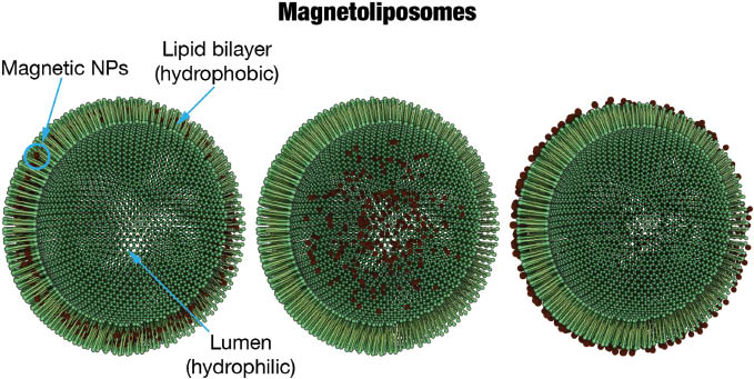 Figure 3 SPION-liposome hybrids. SPIONs acting as triggers to release a cargo (e.g., drug molecules) can be located in the lipid bilayer, the lumen, or can be grafted to the surface of the liposome (from left to right).