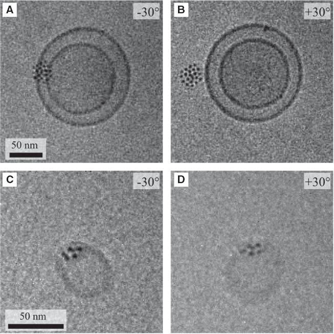 Figure 4 Cryo TEM images of SPIONs and liposomes at tilt angles of –30° (A, C) and +30° (B, D). A: Although particles at –30° seem to be associated with the liposome membrane, the tilt image at 30° (B) challenges this interpretation: it is the loss of the third dimension during the projection which leads to this misinterpretation. (C) Again, a cluster of particles seemingly interacts with the liposome membrane in the –30° tilt angle image. This interpretation is maintained, independent of the tilt angle (D). © 2013 IEEE. Reprinted, with permission, from IEEE Transactions on Magnetics, Vol. 49, No. 1, January 2013.
