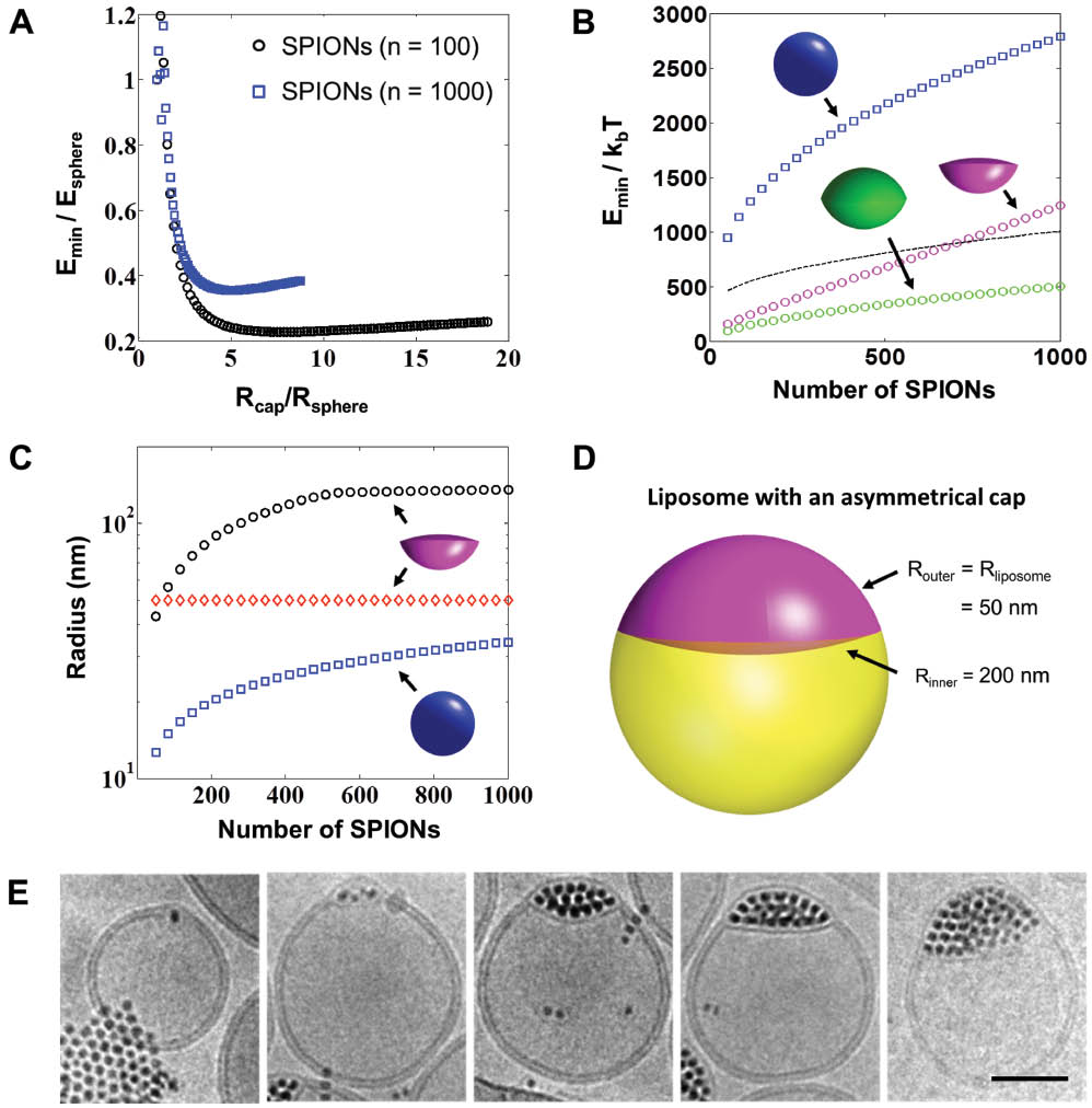 Figure 5 The energetics behind cluster-sized inclusions in between a phospholipid membrane. (A) The inclusion energy of an inclusion with a double spherical cap geometry, as a function of the spherical cap radius for both 100 and 1000 nanoparticles. Both radius and energy are normalized by the corresponding values for a spherical inclusion. (B) Energy of an inclusion with an asymmetric spherical cap geometry, with one radius equal to the liposome radius (taken equal to 50 nm) as a function of the number of nanoparticles in the inclusion. The energy of a corresponding spherical inclusion is additionally shown for comparison (blue), along with that of a spherical cluster covered by a lipid monolayer (black dashed line). (C) Radii of the asymmetric spherical cap inclusion as a function of the number of particles in the inclusion, as compared to the spherical inclusion radius. (D) Shape of a typical asymmetric inclusion with minimal energy. (E) Cryo TEM images showing the membrane deformation with increasing number of embedded SPIONs, scale bar=50 nm. Reprinted with permission from ACS Nano, Vol. 8, No. 4, 2014, Pages 3451–3460. Copyright 2014 American Chemical Society.