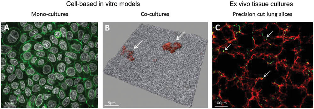 Figure 1: Examples of conventional cell culture models and ex vivo models. Laser scanning micrographs representing epithelial monocultures (A549 lung epithelial type II cell line) labelled for F-actin (green) and cell nuclei (white) (xy projection) (A); co-cultures of epithelial cells forming a tight monolayer (white) with macrophages on top (orange, arrows) (3D shadow projection with transparent renderings) (B), and a precision cut slice from rat lungs stained for F-actin (red) and macrophages (green, arrows) (C).