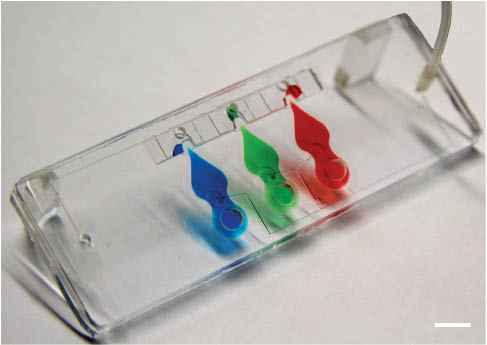 Figure 2: Example of an organ-on-chip: A lung-on-a-chip made of an array of three lung alveoli with a thin, alveolar barrier that can be cyclically stretched to mimic the respiration movements. Scale bar 5 mm.