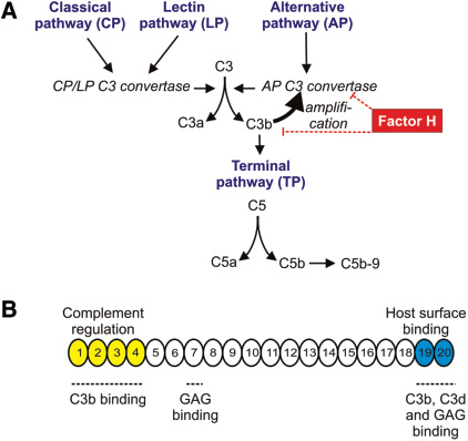 Figure 1: Complement activation and the role of factor H. (A) Complement is activated via three major pathways, the classical, the lectin and the alternative pathway. Activation generates C3 converting enzymes that cleave C3 into C3a and C3b. C3b feeds into the alternative pathway, allowing an amplification loop of complement activation. C3b also binds to the C3 convertases which then are able to cleave C5 into inflammatory C5a and C5b, which by binding additional components can form lytic C5b-9. Factor H inhibits the AP by facilitating the cleavage of C3b by factor I and the inactivation of the AP C3 convertase. (B) Schematic structure of FH. FH is composed of 20 SCR domains. SCRs 1-4 mediate the complement regulatory functions of FH and SCRs 19-20 allow binding of FH to host cell and tissue surfaces. C3b binding sites are located in the same domains; in addition, glycosaminoglycan (GAG) binding sites are found in SCR7 and SCRs 19-20.