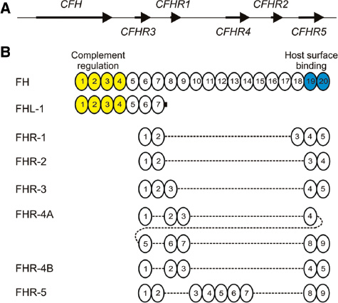 Figure 2: FH-like proteins.(A) In humans, six genes on the long arm of chromosome 1 encode the members of the FH protein family. The CFH gene gives rise to FH and FHL-1 and five CFHR genes encode the FHR proteins. (B) The domain composition of the FH, FHL-1 and FHR proteins. FH is composed of 20 SCR (or CCP) domains. FHL-1 is identical to the N-terminal SCRs 1-7 of FH plus includes 4 aminoacids at its C terminus. The individual FHR proteins include four to nine SCRs, which are shown in vertical alignment to the homologous domains of FH. The similarity of homologous domains varies from 32 to 100% (not shown in the figure).