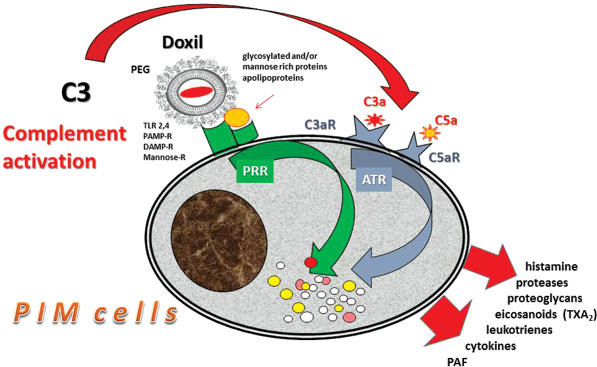 Figure 5: Scheme of the “double hit” hypothesis, explaining tachyphylactic CARPA.PIM cells are activated both via the C3a/C5a receptor (anaphylatoxin receptors, ATr), and via patter recognizing receptor (PRr)-mediated uptake of Doxil®, illustrating liposomes or other coated nanoparticles that are taken up by these cells. In case of “double hit” simultaneous binding occurs on both receptor types, leading to additive or synergetic stimulation of the cell that entails mediator release and, ultimately, HSR.