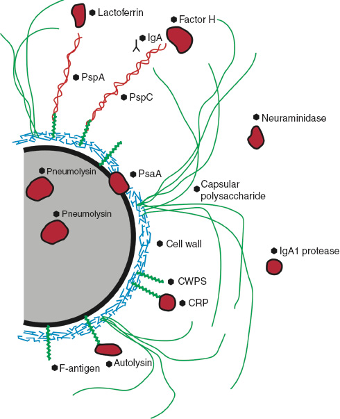 Figure 1: The virulent factors of E. pneumoniae [“Streptococcus pneumoniae. Textbook in Diagnosis, Serotyping, Virulence Factors and Enzyme-linked Immunosorbent Assay (ELISA) for Measuring Pneumococcal Antibodies.” (2nd version) Statens Serum Institut, Denmark].