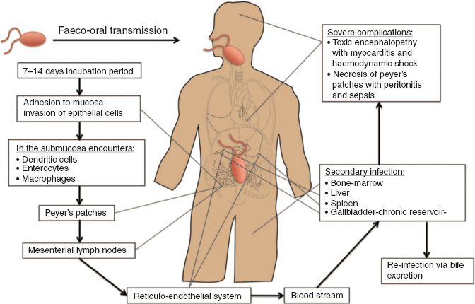 Figure 3: Dissemination of S.typhi in the host during a systemic infection [With permission reused from PLoS Pathogen from: de Jong HK, Parry CM, van der Poll T, Wiersinga WJ, PLoS Pathog 2012;8:e1002933. doi:10.1371/journal.ppat.1002933].