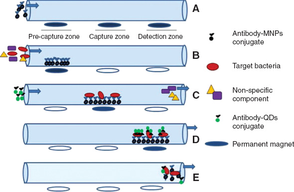 Figure 4: A. The microfluidic channels contain three different zones. The antibody conjugated magnetic nanoparticles are entrapped with a permanent magnet. In B and C the target bacteria is captured and in D the quantum dot labeled antibody is used to visualize the presence of the target bacteria [With permission reused from Springer from Agrawal S, Morarka A, Bodas D, Paknikar KM. Appl Biochem Biotechnol. 2012;167:1668–77 (67)].