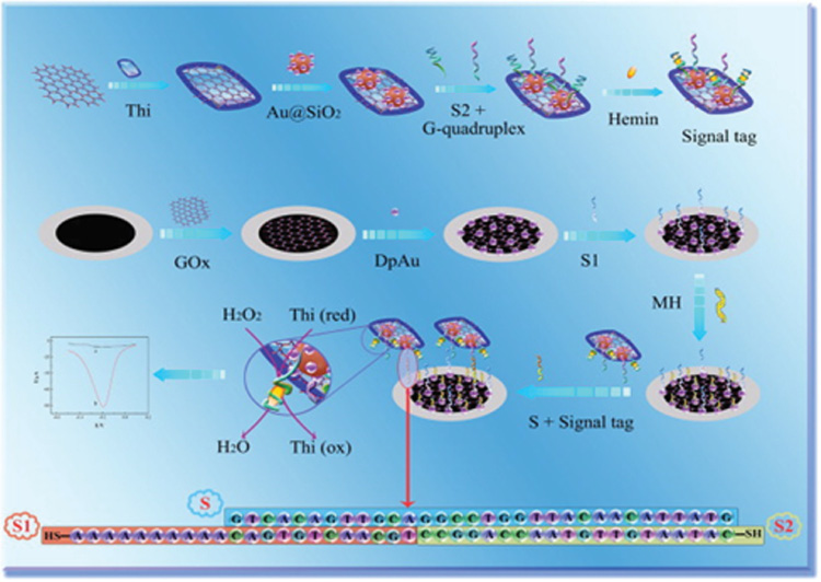 Figure 5: The fabrication of the nanocomposite DNA biosensor and the detection of the sample [With permission reused from Elsevier from Li Y, Deng J, Fang L, Yu K, Huang H, Jiang L, et al. Biosens Bioelec 2015;63:1–6 (71)].