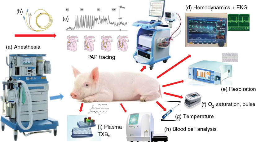 Figure 1: Instruments and endpoints measured in the porcine CARPA model. (a) anesthesia machine; (b) Swan-Ganz catheter; (c) blood pressure wave forms directing the passage of the tip of the Swan-Ganz catheter via the right atrium (RA), right ventricle (RV) and pulmonary artery (PA) until being wedged into the pulmonary capillary bed; (d) computerized multiple parameter hemodynamic monitoring system (1000 Hz sampling rate). From the continuous recording of SAP and PAP signals online averaging is performed and recorded, together with the heart rate, derived from SAP signal; (e) capnograph connected to the tracheal tube to measure respiratory rate, etCO2 and inCO2; (f) pulse oximeter (fixed on the tail) measures O2 saturation in blood and pulse rate; (g) temperature is measured with a thermometer placed in the rectum; (h) veterinary hematology analyzer measuring all blood cell counts and WBC differential; (i) ELISA for measuring biomarkers of allergic/inflammatory reactions, e.g. TXB2, histamine, leukotrienes, adenosine, tryptase, PAF and C3 levels, etc.