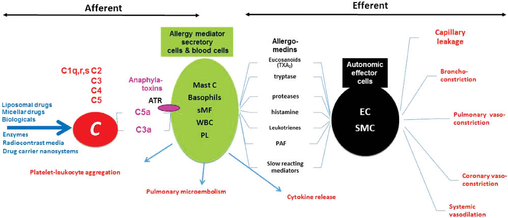 Figure 7: Afferent and efferent arms of CARPA. The hypothetical scheme illustrates the steps and interactions among a great number of cells and mediators involved in CARPA. AR, anaphylatoxin receptors; Mast C, mast cells; sMF, secretory macrophages; WBC, white blood cells; PL, platelets; EC, endothelial cells; SMC, smooth muscle cells. Different types of systems, cells, mediators and effects are color coded. Modified from (8) with permission.
