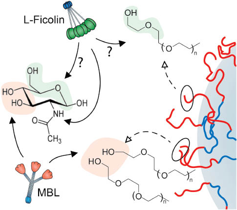 Figure 2: Possible mechanisms of nanoparticle-mediated activation of the complement lectin pathway. The right segment is a schematic representation of a polymer-coated nanoparticle. The dynamics of the terminal regions of surface projected polymers (e.g., poloxamers and poloxamines) in close proximity may transiently resemble structural motifs of N-acetyl-d-glucosamine/d-mannose recognizable by lectin pathway initiators (e.g., MBL, L-ficolin). See Figure 1 for polymer structures.