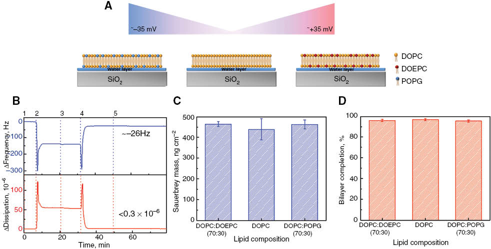 Figure 1: Design of charged supported lipid bilayer platforms by the SALB formation method. QCM-D monitoring of the supported lipid bilayer formed on SiO2 by the SALB formation method. (A) The schematic display charged lipids used to form a planar bilayer as follows: Left) DOPC:POPG (70:30), Middle) DOPC Right) DOPC:DOEPC (70:30). Color key: yellow: DOPC; red: DOEPC; blue: POPG. (B) Changes in frequency (ΔF, blue) and energy dissipation (ΔD, red) were recorded as a function of time at the third overtone, n=3. QCM-D signatures of planar bilayer formation by the SALB formation method were obtained by the following experimental sequence: (Step 1) Add Tris buffer solution; (Step 2) Inject isopropanol solution; (Step 3) Add 0.5 mg/mL lipid molecules in isopropanol; (Step 4) Exchange isopropanol to Tris buffer solution; (Step 5) add BSA protein (0.1 mg/mL) to check the completeness of the bilayers. (C) Adsorbed lipid mass surface density was calculated by the Sauerbrey equation. (D) Percentage of bilayer completion was calculated based on BSA adsorption to bare SiO2 substrate (control) and the bilayer after completion of the SALB procedure.